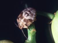 Brown-speckled and white-striped redshouldered stink bug nymph on a plant stalk with a black background. 