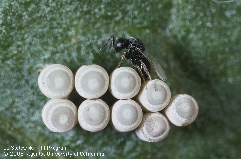 Adult <I>Psix tunetanus,</I> egg parasite of redshouldered stink bug.