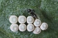 Adult Psix tunetanus, egg parasite of redshouldered stink bug.