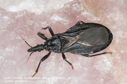 Adult western bloodsucking conenose bug, <i>Triatoma protracta.</i>.