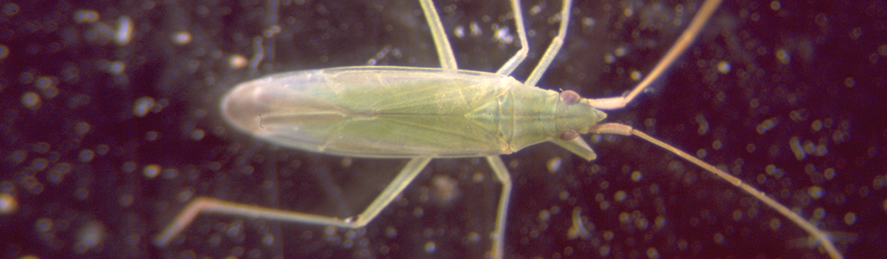 Adult mirid, Trigonotylus tenuis.