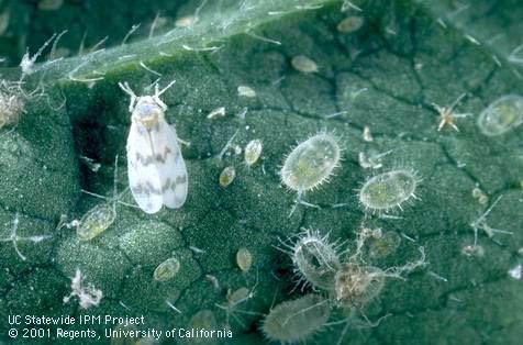 Adult bandedwinged whitefly.