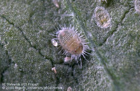 Pupa of bandedwinged whitefly.