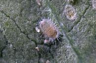 Bandedwinged whitefly