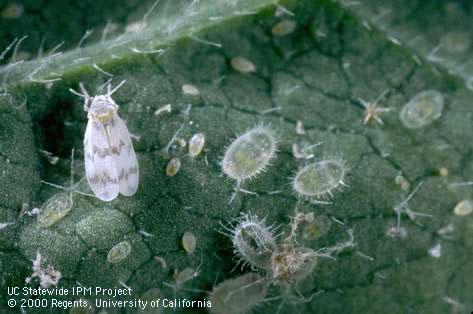 Pupa of bandedwinged whitefly.