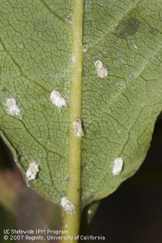 Nymphs of laurel psyllid, <I>Trioza alacris.</I>.