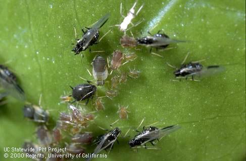 Black adults and brown nymphs of black citrus aphid, <i>Toxoptera aurantii</i>.