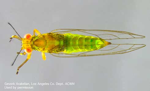 Adult ficus leaf-rolling psyllid (FLRP), <i>Trioza brevigenae,</i> with red, protruding eyes and transparent wings.