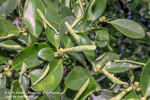 Tight and complete leaf rolling on <i>Ficus microcarpa,</i> typical of damage caused by the Ficus leaf-rolling psyllid, <i>Trioza brevigenae.</i>.