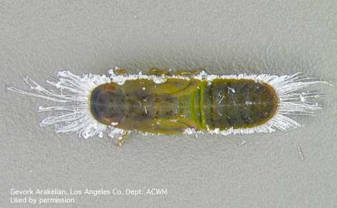 Advanced nymphal instar of the ficus leaf-rolling psyllid (FLRP), <i>Trioza brevigenae,</i> with skirts of long, white waxy filaments at the cranial and caudal parts of its body.