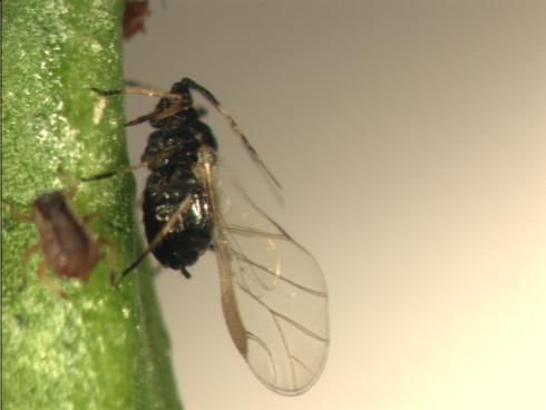 Winged adult (alate) brown citrus aphid, <I>Toxoptera citricida.</I>.