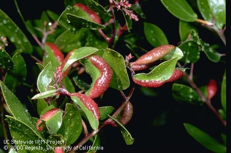 Leaves with pod-shaped swellings caused by feeding of the manzanita leafgall aphid, <i>Tamalia coweni.</i>.