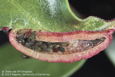 Manzanita leafgall aphids, <i>Tamalia coweni</i>, exposed inside the pod-shaped leaf distortion caused by their feeding.