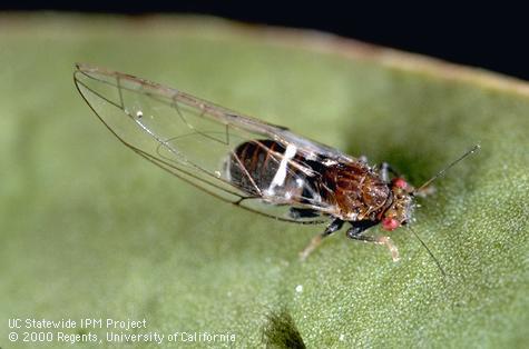 Adult eugenia psyllid, <i>Trioza eugeniae</i>.