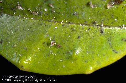 Crop damaged by eugenia psyllid.