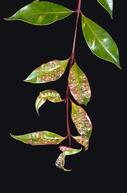 foliage  distorted  by eugenia psyllid.