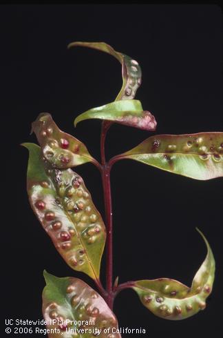 Leaf discoloration and blistering caused by eugenia psyllid, <I>Trioza eugeniae.</I>.