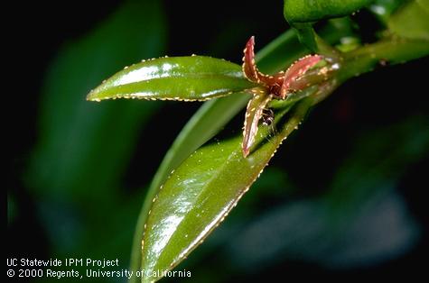 Tiny, golden eggs of eugenia psyllid, <i>Trioza eugeniae</i>, laid along leaf edges.