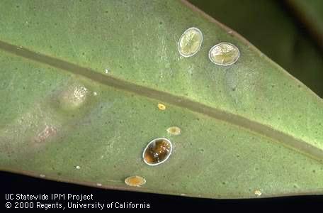 Nymphs of eugenia psyllid, <i>Trioza eugeniae</i>, are yellowish to orange when young and mostly dark brown when mature.