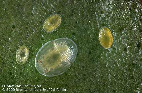 Nymphs of eugenia psyllid.