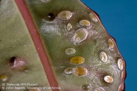 Nymphs of Eugenia psyllid.