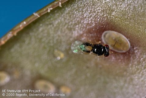 Adult <i>Tamarixia dahlsteni</i>, a parasitic wasp of eugenia psyllid, <i>Trioza eugeniae</i>.