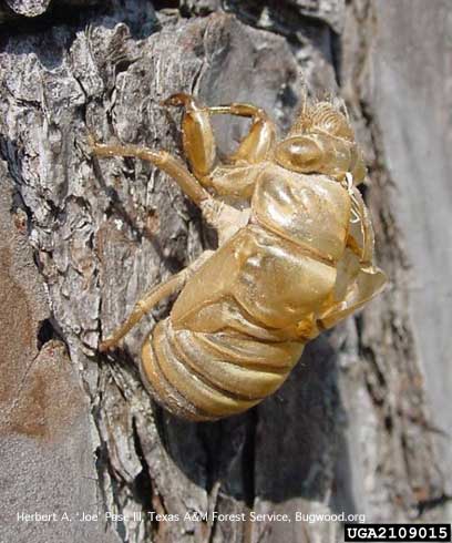 Cast skin of last-instar (nymph) of a <i>Neotibicen</i> =<i>Tibicen</i> sp. cicada.