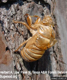 Cast skin of last instar (nymph) of cicada.