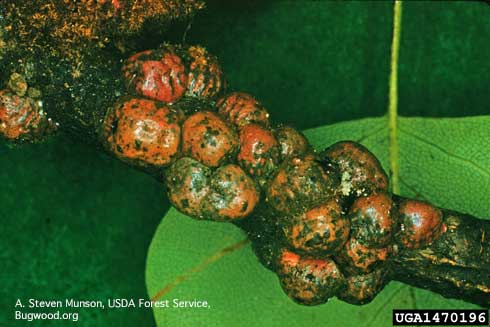 Adult female tuliptree scales, <i>Toumeyella liriodendri.</i>.