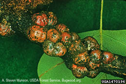 Adult female tuliptree scales