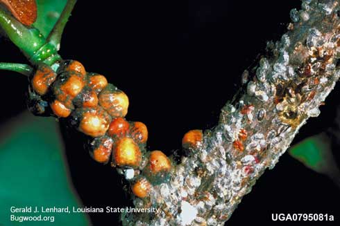 Tuliptree scale, <i>Toumeyella liriodendri,</i> adult females (left, orange) and male puparia (right, white).