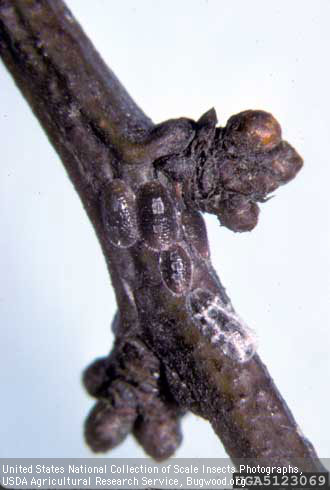 Second-instar nymphs of tuliptree scale, <i>Toumeyella liriodendri,</i> overwinter.