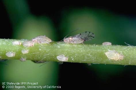 Adult spotted alfalfa aphid.