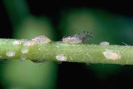 Adult spotted alfalfa aphid