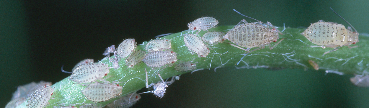 Spotted alfalfa aphid wingless adults and nymphs.