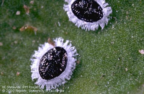 Pupa of mulberry whitefly.