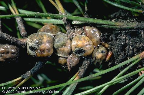 Adult female irregular pine scales, <i>Toumeyella pinicola</i>.