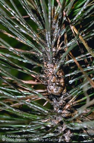 Irregular pine scale, <i>Toumeyella pinicola</i>, males infesting pine needles and females on the twig.