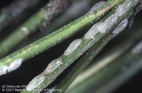 Male cocoons of irregular pine scale, <i>Toumeyella pinicola</i>.