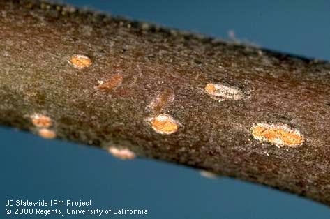 Egg of white apple leafhopper.