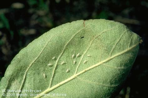 Cast skins of nymphs of white apple leafhopper, <i>Typhlocyba pomaria</i>.