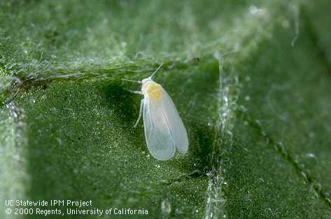 Adult greenhouse whitefly.