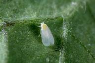 Greenhouse whitefly