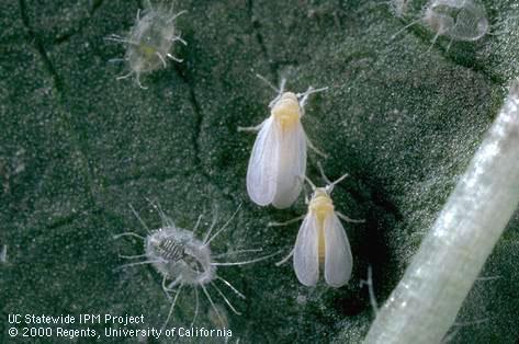 Adult greenhouse whitefly.