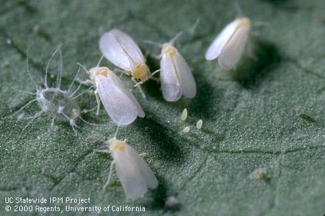 Adult greenhouse whitefly.