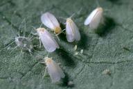 Whitefly damage