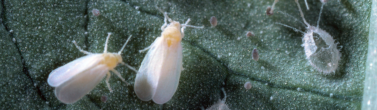 Adult greenhouse whitefly.