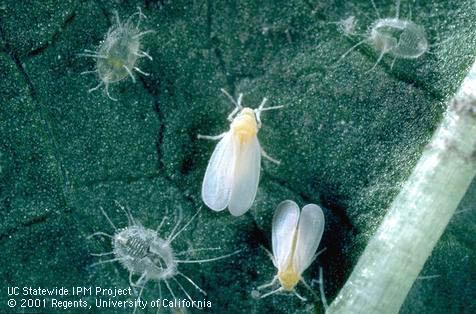 Adult greenhouse whitefly.