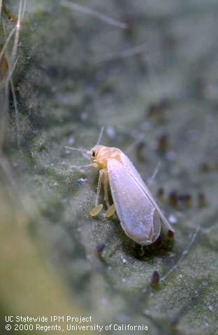 Greenhouse whitefly adult and eggs.