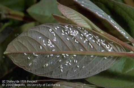 Adult greenhouse whiteflies and tiny eggs.